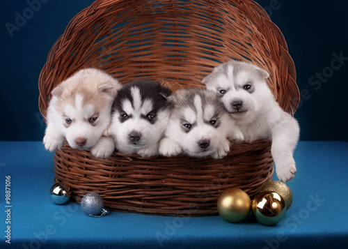 Four adorable Husky puppy in basket. On a blue background.