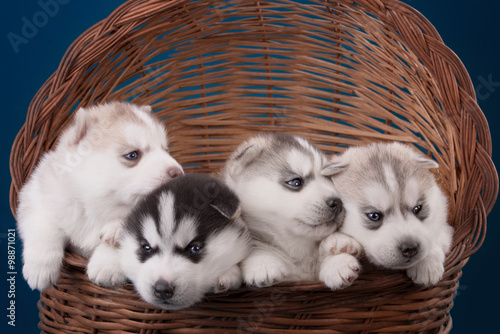 Four adorable Husky puppy in basket. On a blue background. © brusnikaphoto