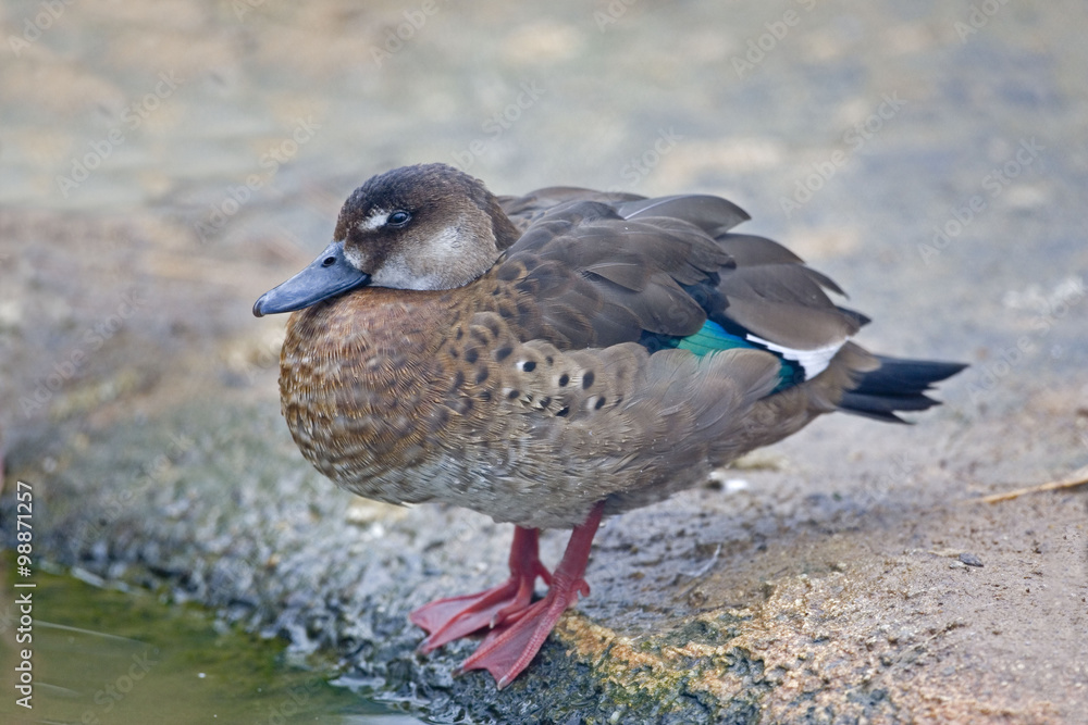 A Female Brazilian Teal or Brazilian Duck, Amazonetta brasiliensis swimming A Female Brazilian Teal or Brazilian Duck, Amazonetta brasiliensis swimming