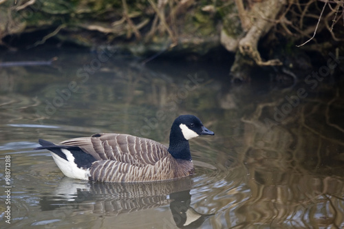 A Cackling Goose, Branta hutchinsii swimming photo