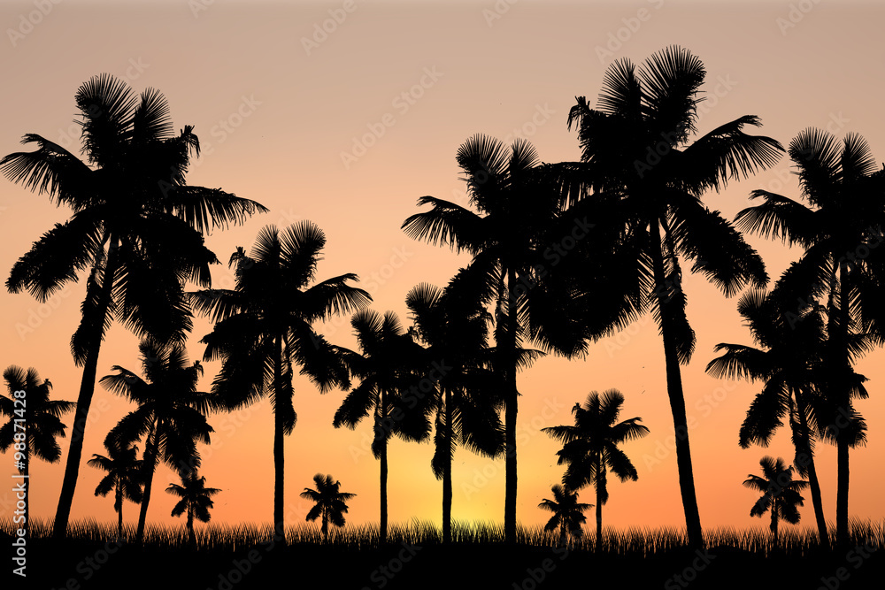 Obraz premium coconut trees and sunset background