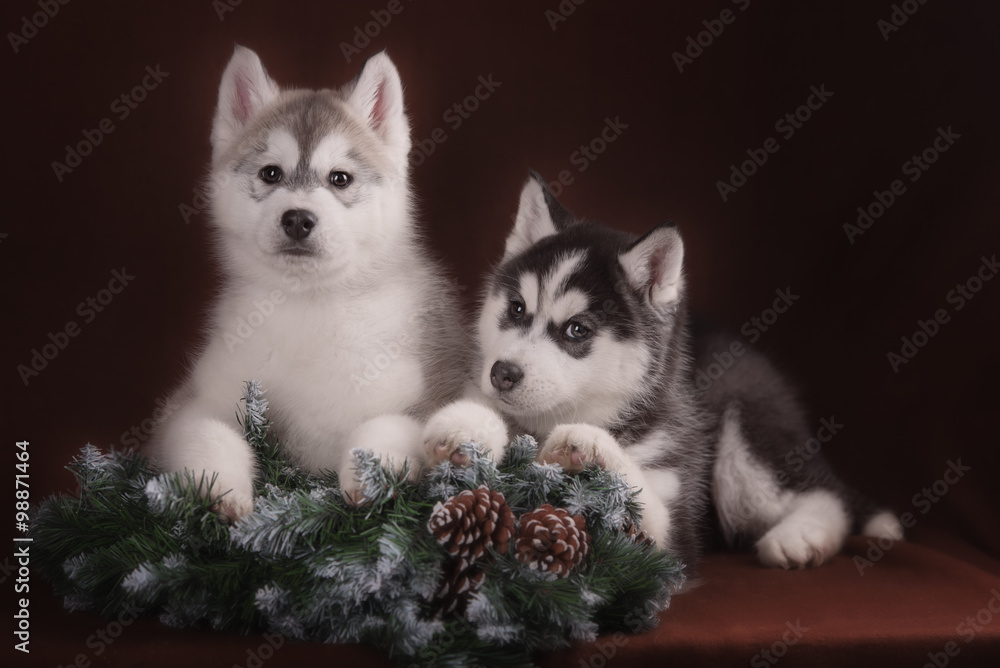 Fototapeta premium Two puppies Husky and Christmas wreath
