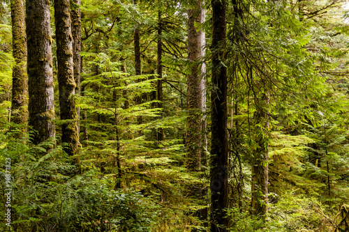 Vegetation in BC's Coastal Rainforest, Canada