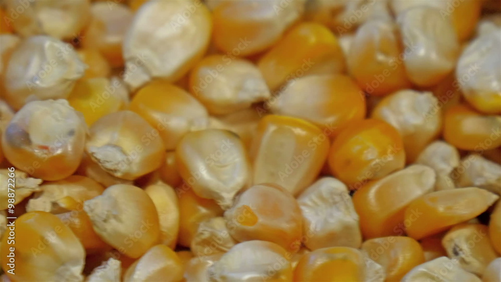 Cornbits to be made into popcorns. The yellow cornbits are to be cooked to make a popcorn to sell in the expo event in Milan Cornbits to be made into popcorns. The yellow cornbits are to be cooked to make a popcorn to sell in the expo event in Milan