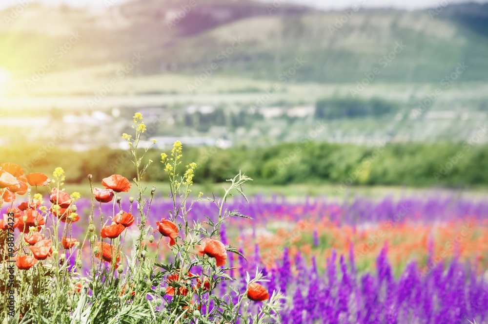 Poppy Flower Over Purple Meadow