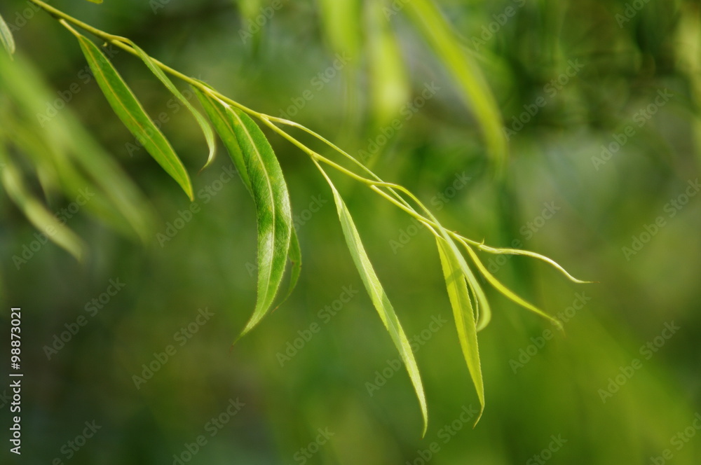 Obraz premium 風にそよぐ葉