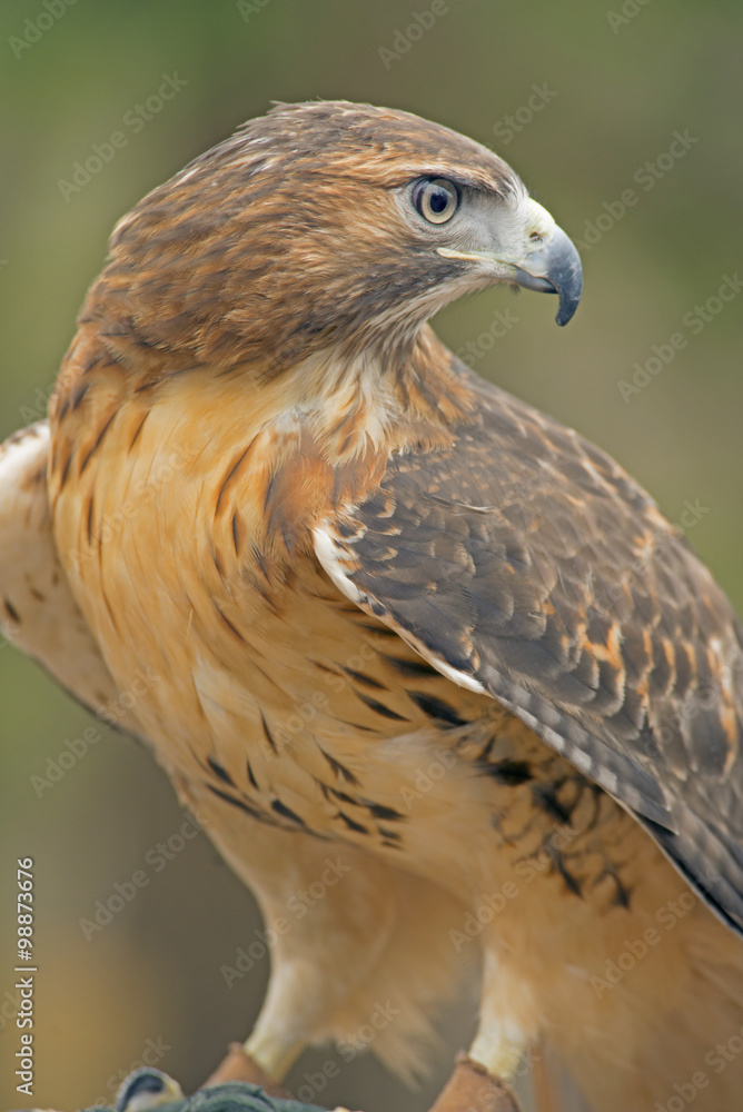 Naklejka premium Red Tailed Hawk looking over his shoulder in rehab.