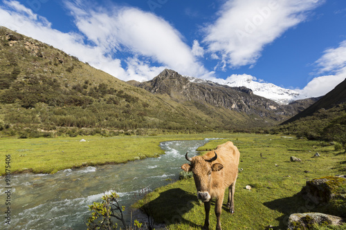 Snow covered mountain peak and cow in the field, Cordillera Blan