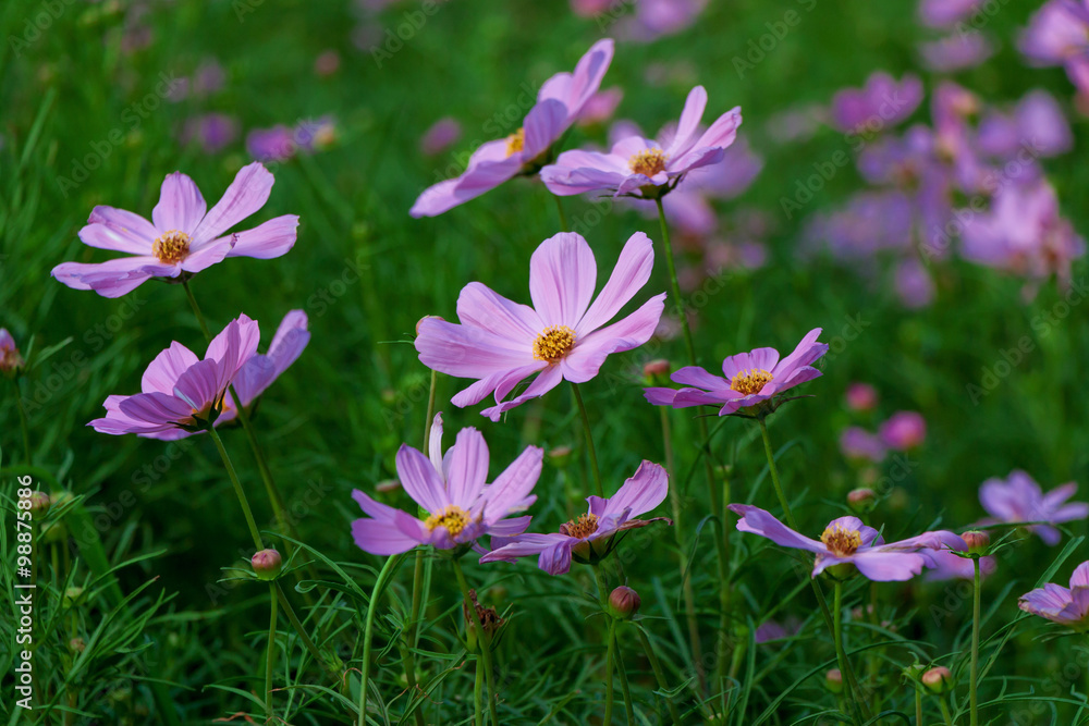 Fototapeta premium pink flower