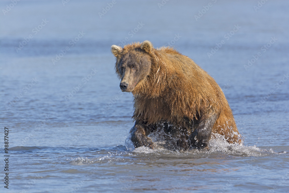Grizzly Bear about to Pounce on a Fish Grizzly Bear about to Pounce on a Fish