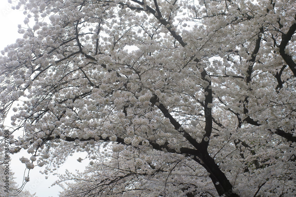 Ueno Park 23 Ueno Park 23