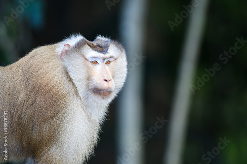 Pig-tailed Macaque(Macaca leonina) in Khaoyai national park,Thailand © oolulu