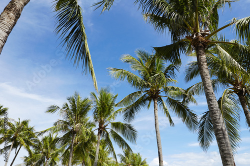 Palm trees 