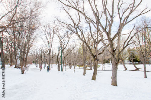 Winter scenery of Hokkaido University  © suradeach seatang