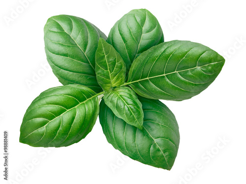 Canvas Print Genovese basil isolated