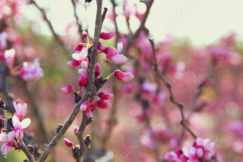 image of Spring Cherry blossoms tree. selective focus photo
 photo