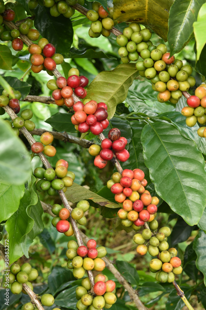 Coffee beans ripening on a tree.
