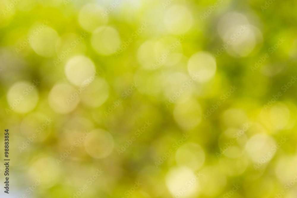Fototapeta premium Fresh soft green colour bokeh bush tree and sunlight