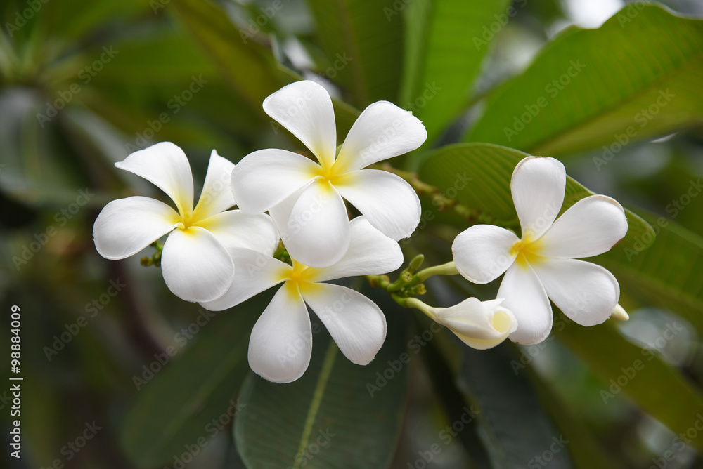 white plumeria (frangipani) flower on tree with green leaves background white plumeria (frangipani) flower on tree with green leaves background