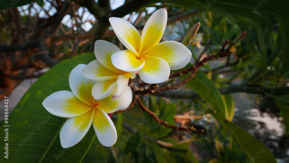 plumeria plumeria