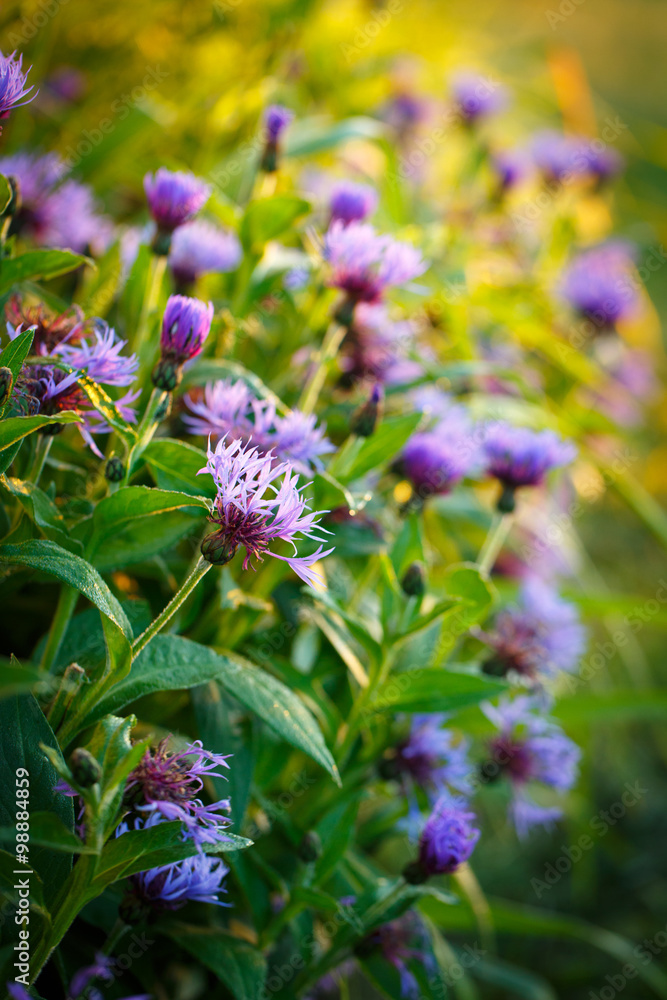 Centaurea Centaurea