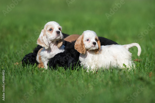 cocker spaniel puppies outdoors in summer