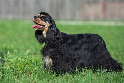 Bild auf Leinwand black and tan american cocker spaniel dog