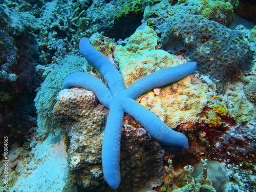 Starfish, Island Bali