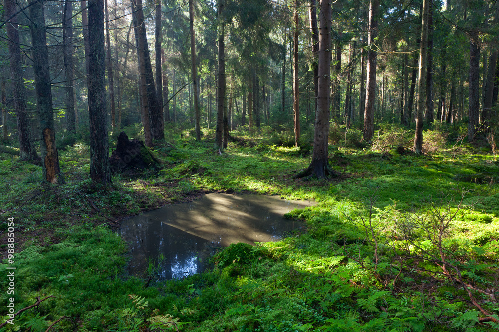 Obraz premium Open standing water inside coniferous stand