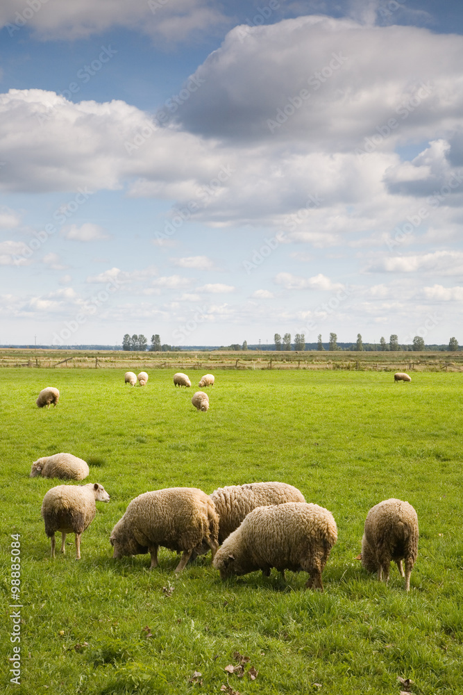 Obraz premium Herd of sheep in the field
