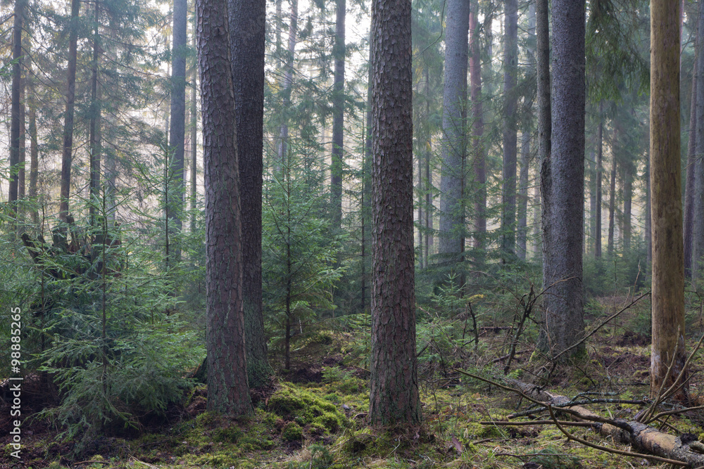 Coniferous stand of Bialowieza Forest in morning Coniferous stand of Bialowieza Forest in morning