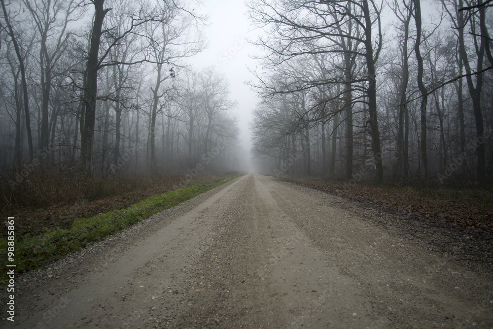 Forest in Turopolje