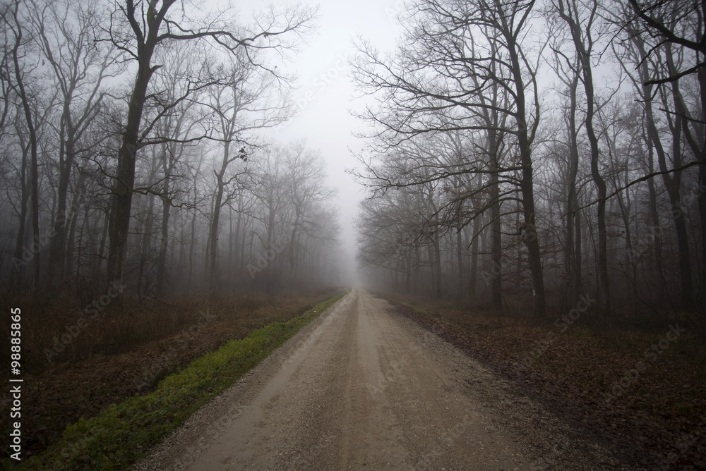 Fototapeta premium Road through forest in Turopolje