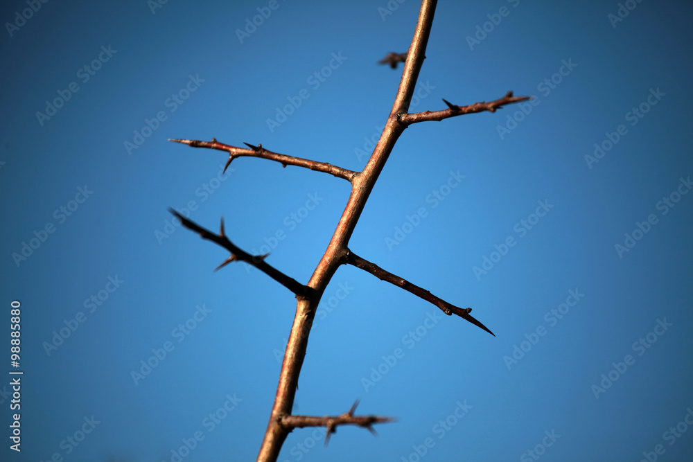 Thorn Thorn