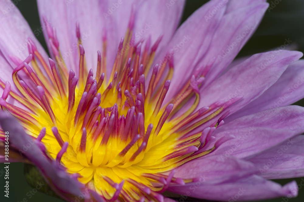 Obraz premium スイレン