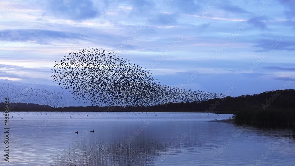 wildlife amazing murmuration flock of starlings flying over lake