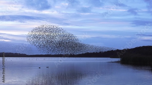 wildlife amazing murmuration flock of starlings flying over lake photo