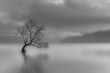 Aluminium schilderij Zwart wit Lone tree, Lake wanaka, New Zealand (black and white)  © thomaslusth