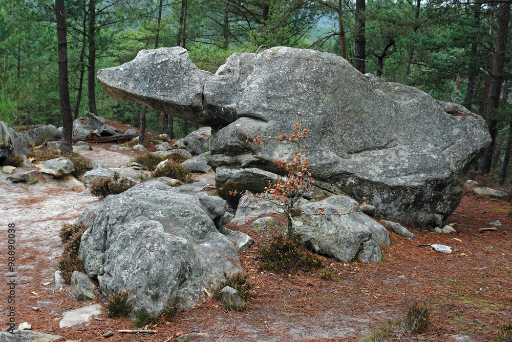 Fototapeta premium Rocher de la tortue sur le sentier des 25 bosses. Massif de Fontainebleau