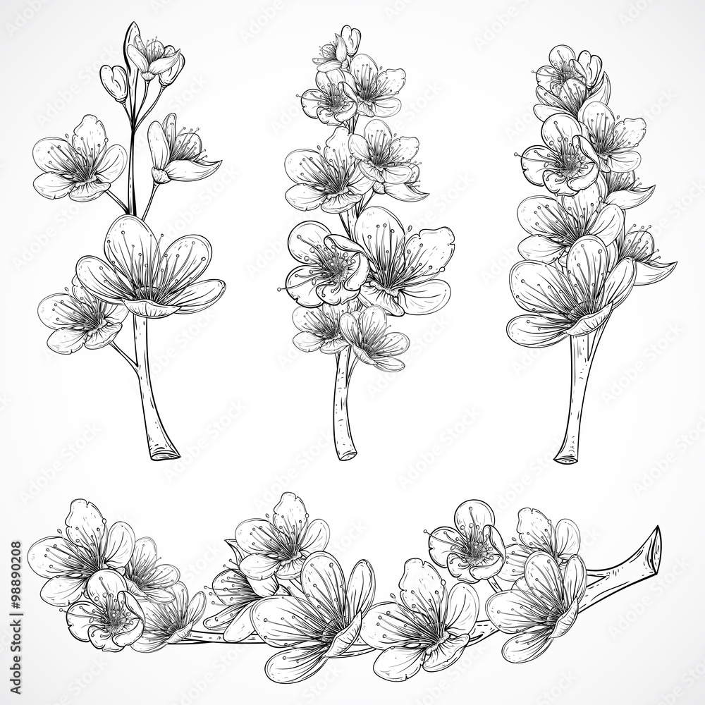 Naklejka premium Cherry tree blossom. Vintage black and white hand drawn vector illustration in sketch style. Isolated elements.