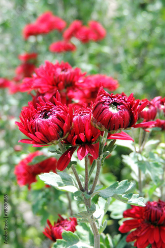 Chrysanthemum photo