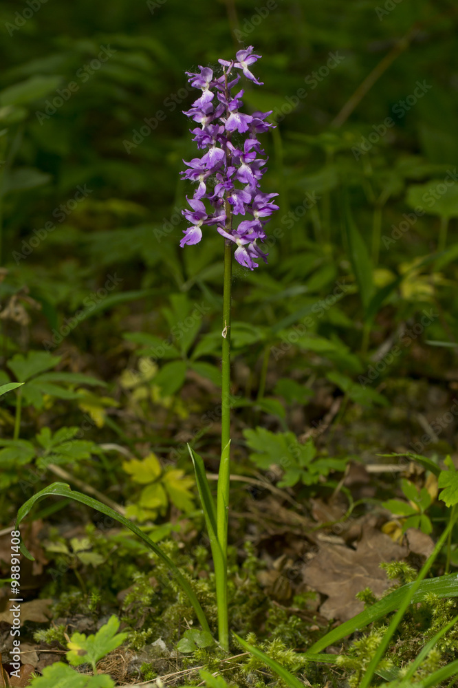 Anacamptis morio, the green-winged orchid or green-veined orchid - orchis morio Anacamptis morio, the green-winged orchid or green-veined orchid - orchis morio