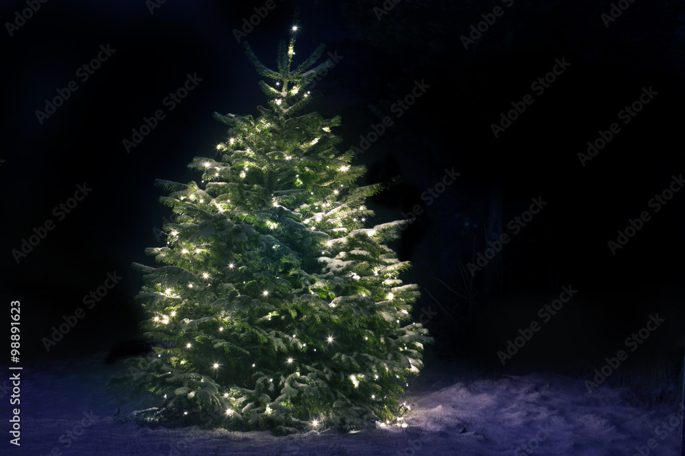Christmas Tree in Snow Christmas Tree in Snow