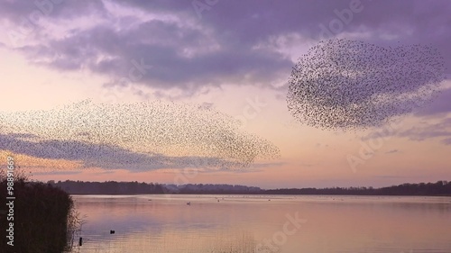 flock of starlings over lake  - Staffordshire, England: 2015 photo