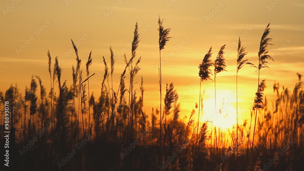 High reed against sunset sky in wind day High reed against sunset sky in wind day