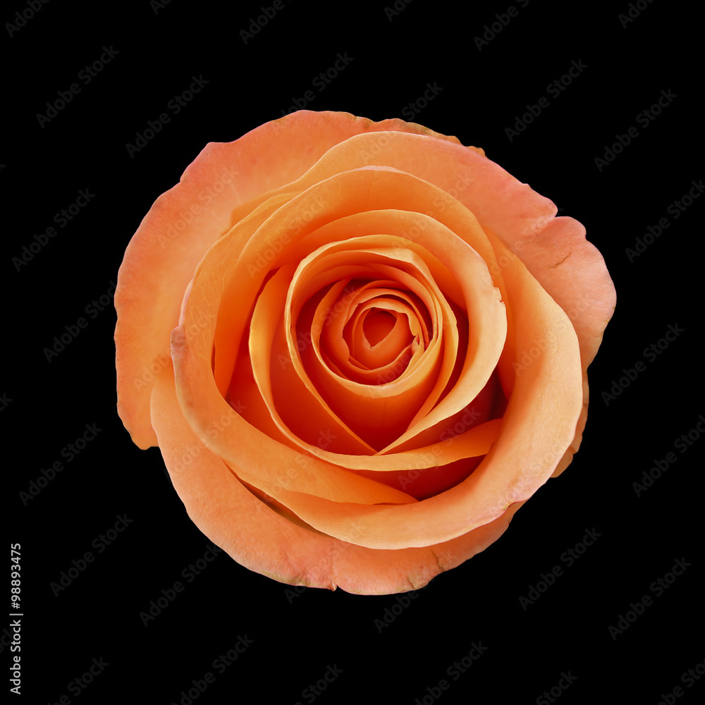 Hoa hồng cam đen đẹp - Từng tồn tại một loại hoa hồng cam đen đẹp với nền đen như Đêm? Nếu chưa, bạn nên xem bức ảnh này để tận hưởng vẻ đẹp khác biệt và bí ẩn của nó. Ngoài màu sắc tuyệt đẹp, hoa hồng cam đen đẹp còn mang đến cảm giác trầm mặc và lãng mạn.