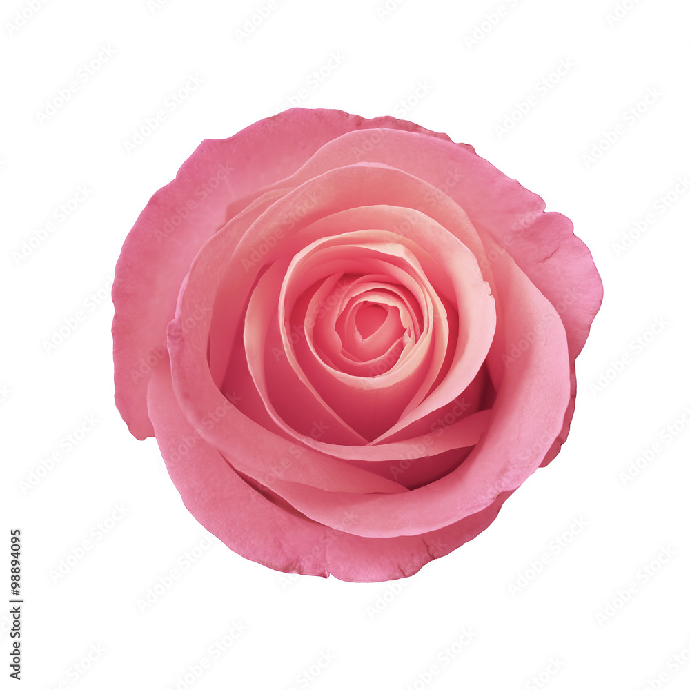 pink roses flower with black background pink roses flower with black background