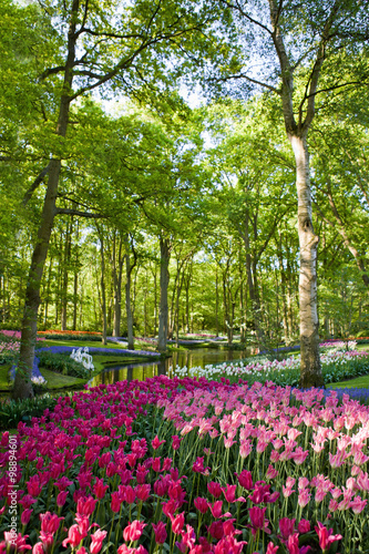 Colorful blooming tulips in Keukenhof park in Holland