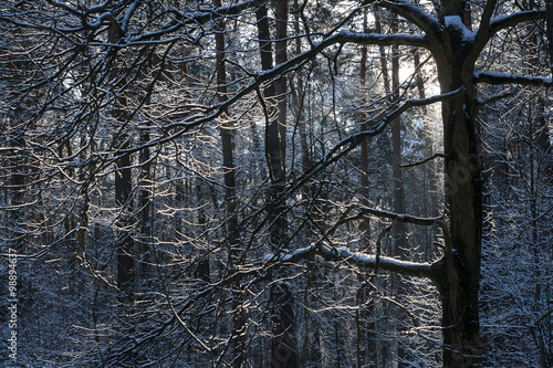 Wallpaper Mural Forest in winter Torontodigital.ca