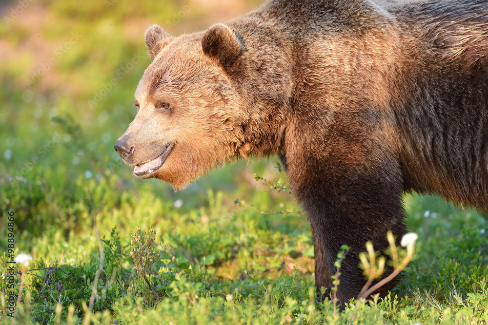 male brown bear